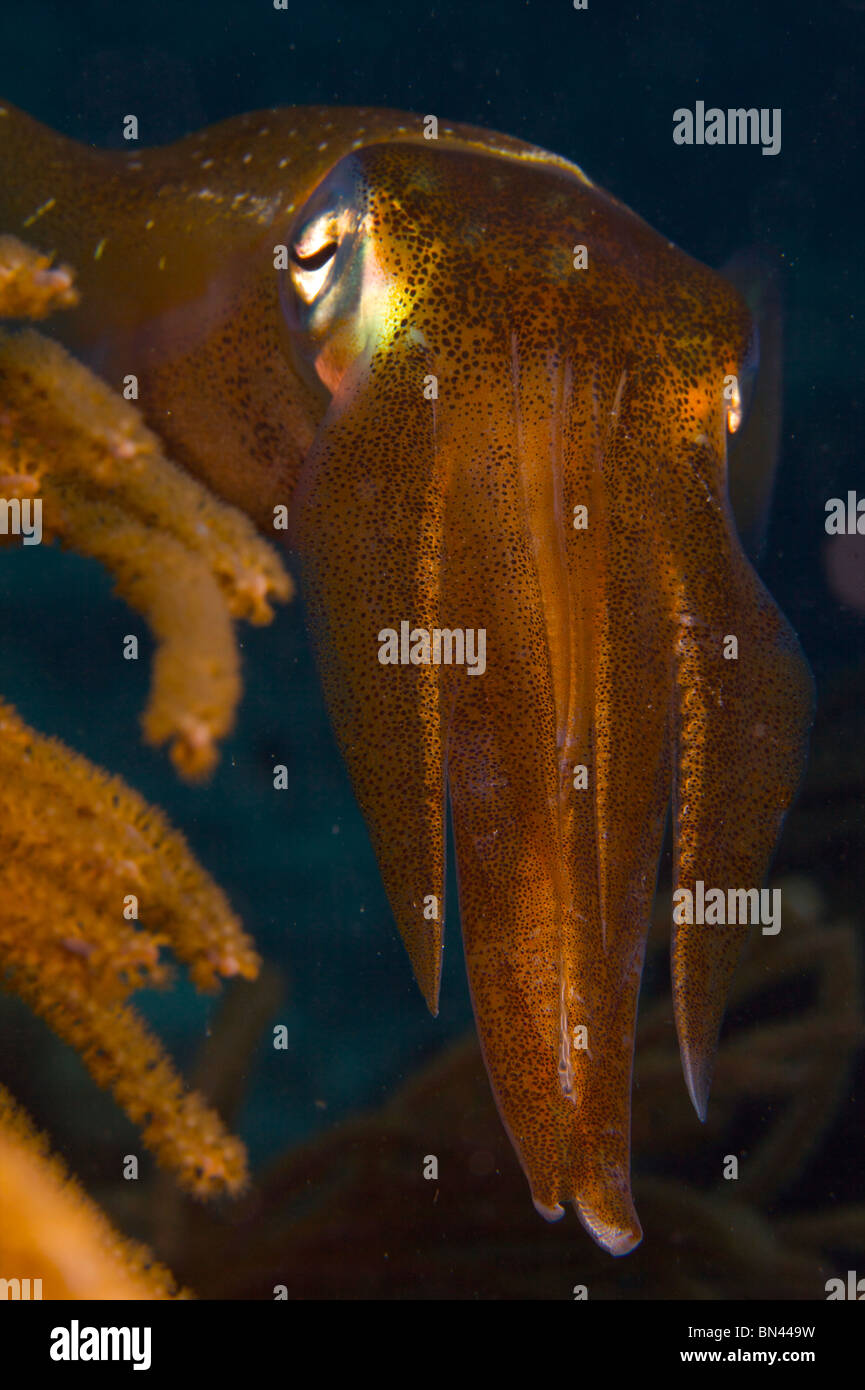 Karibischer Riff Tintenfisch in Bonaire Niederländische Antillen Stockfoto