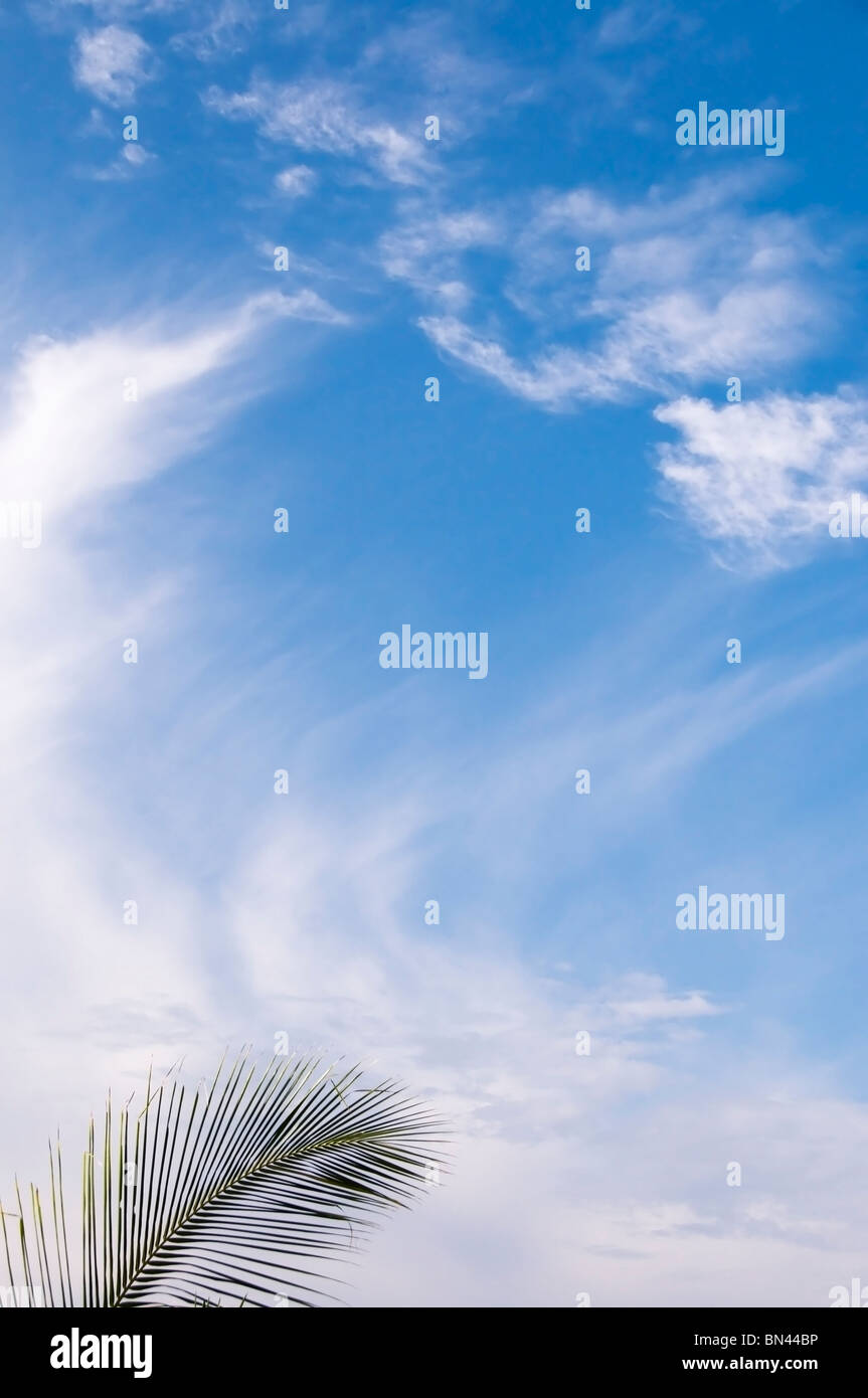 Blick nach oben von einem Palmwedel gegen einen wunderschönen blauen Himmel mit Wolkenfetzen in einem tropischen Klima. Stockfoto