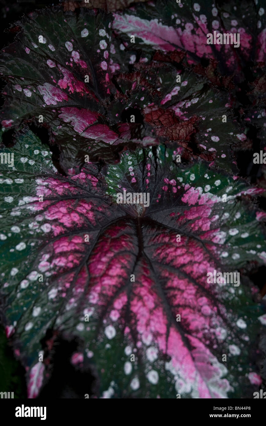 Bunte Blätter von Begonia Rex, Bath, Somerset, Großbritannien Stockfoto