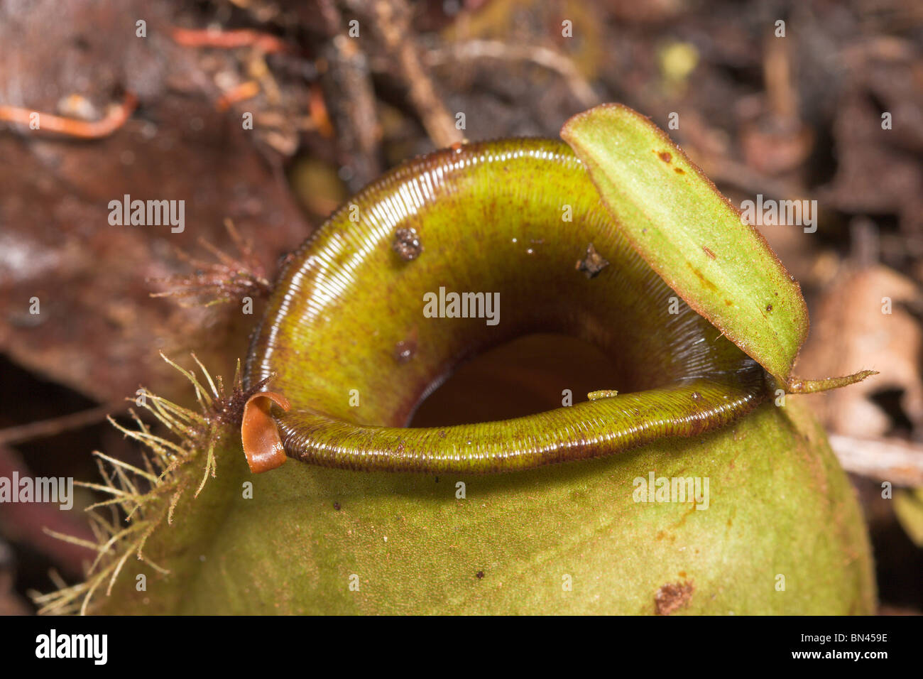 Kannenpflanze Nepenthes Ampullaria, Nahaufnahme von Krug-Eröffnung Stockfoto