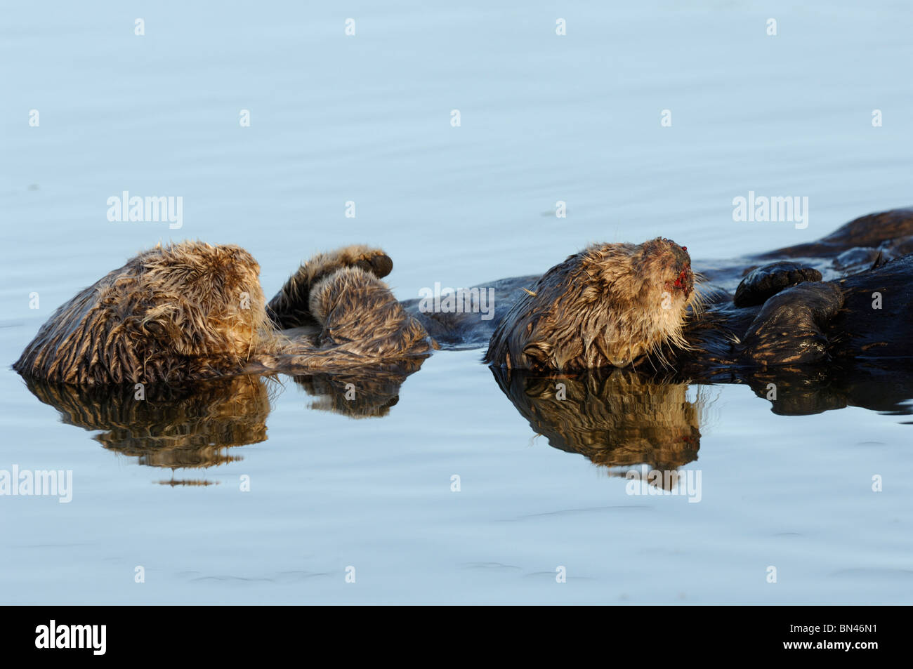 Stock Foto von einem Zuchtpaar von California Seeotter zusammen auf dem Rücken schwimmend.  Das Weibchen Nase ist blutig. Stockfoto