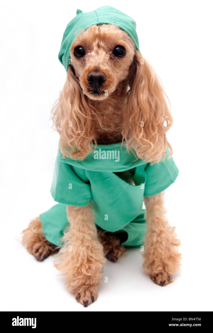 Doggie Arzt Stockfoto