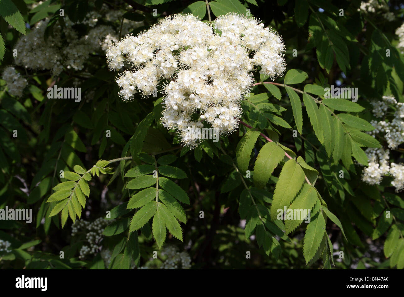 Blühenden Holunder Sambucus Nigra Taken an Martin bloße WWT, Lancashire UK Stockfoto