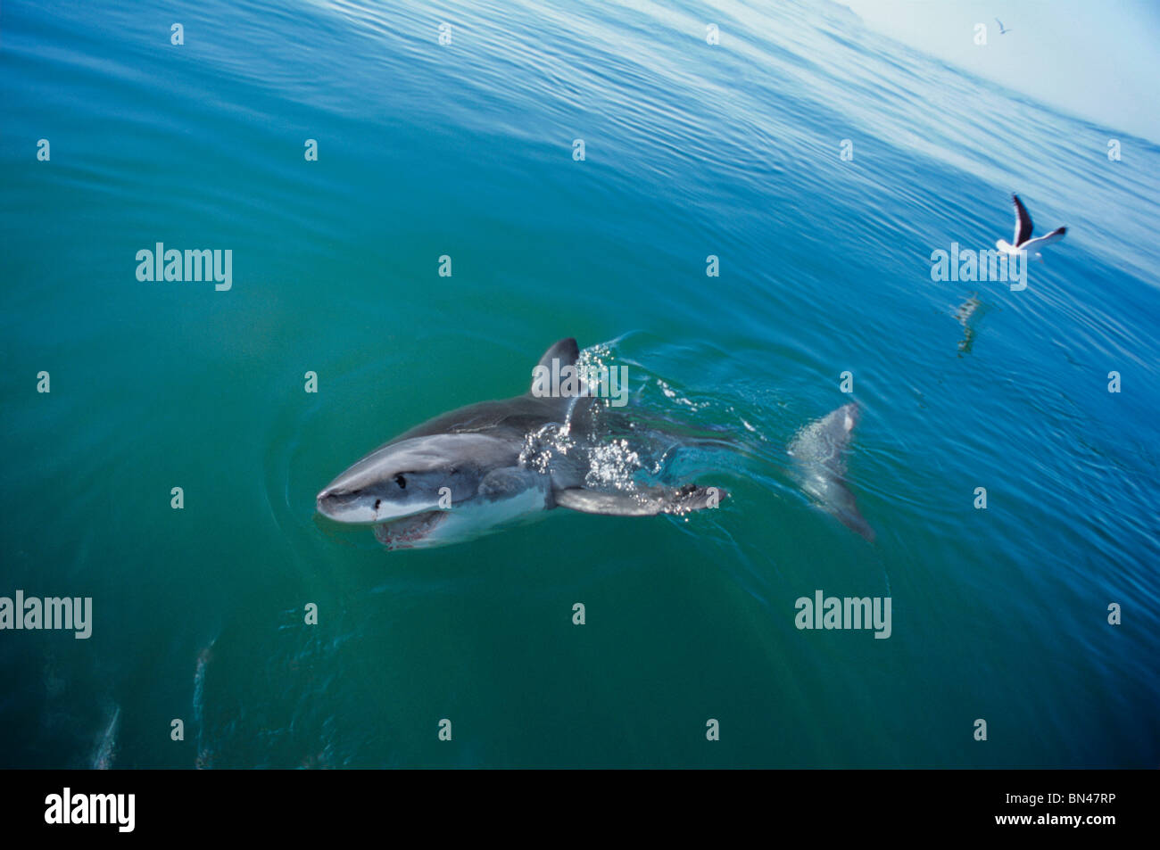 Weißer Hai (Carcharodon Carcharias), Dyer Island, Südafrika - Atlantik. Stockfoto