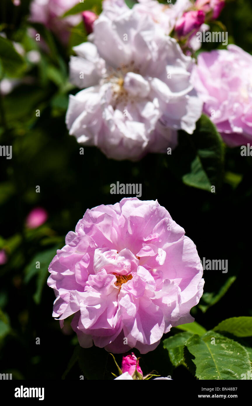 Rosa X centifolia "Muscosa" in der Blume im Painswick Rokoko Garden in The Cotswolds Stockfoto