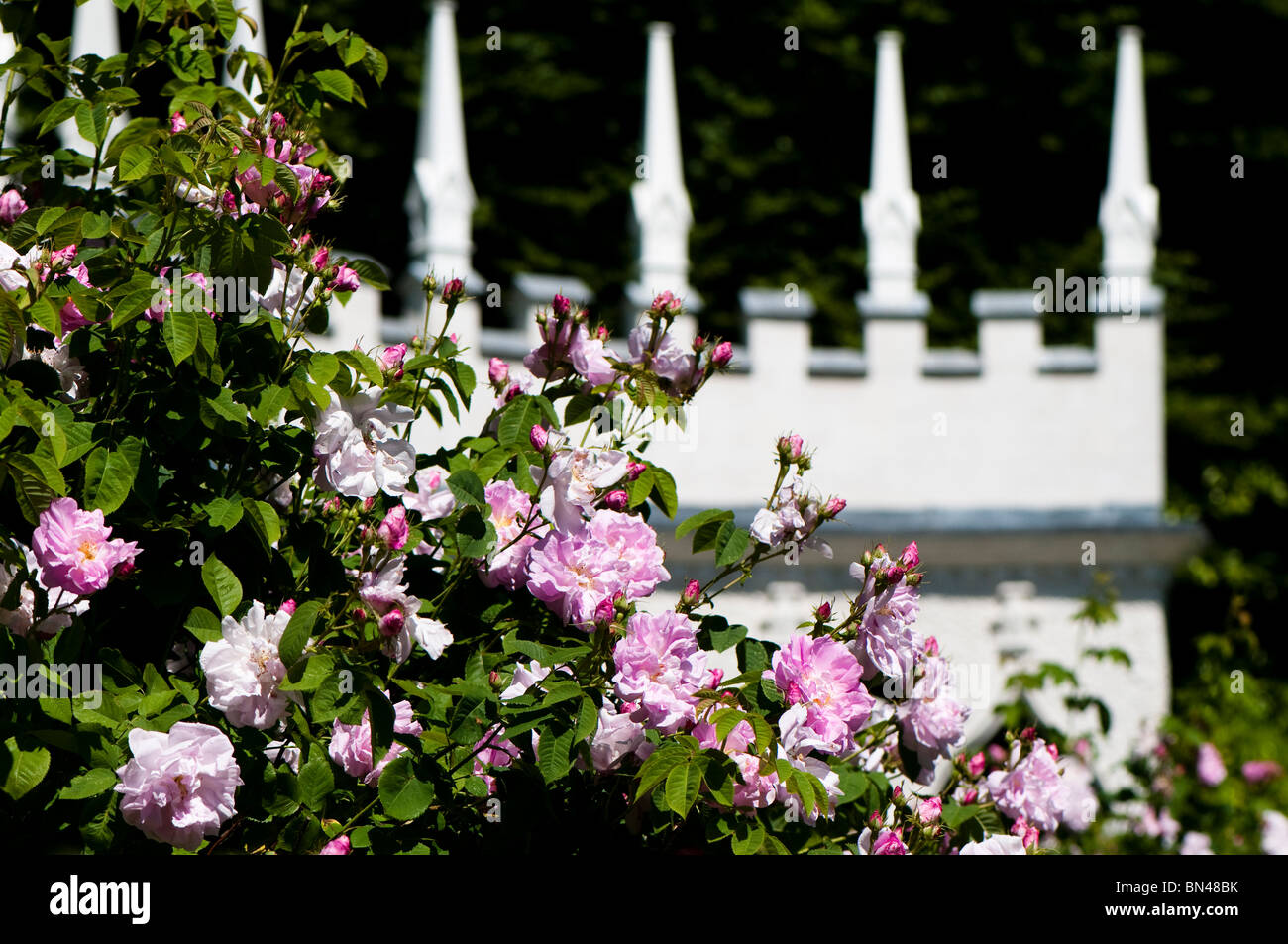 Rosa X centifolia "Muscosa" in der Blume im Painswick Rokoko Garden in The Cotswolds Stockfoto