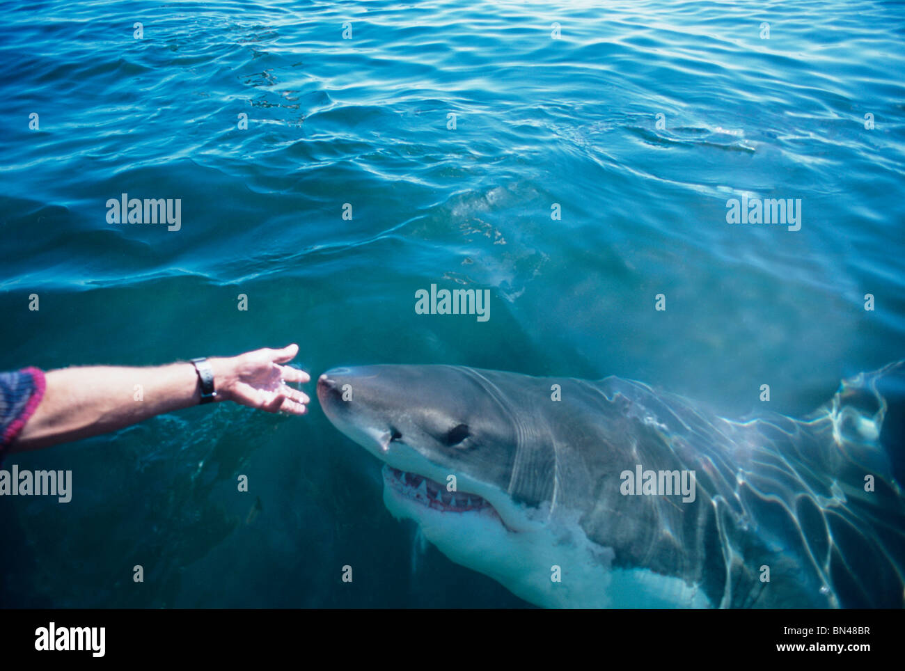 "Kitzeln" der weiße Hai (Carcharodon Carcharias) - Technik, bei der Hai Maul öffnen Stockfoto