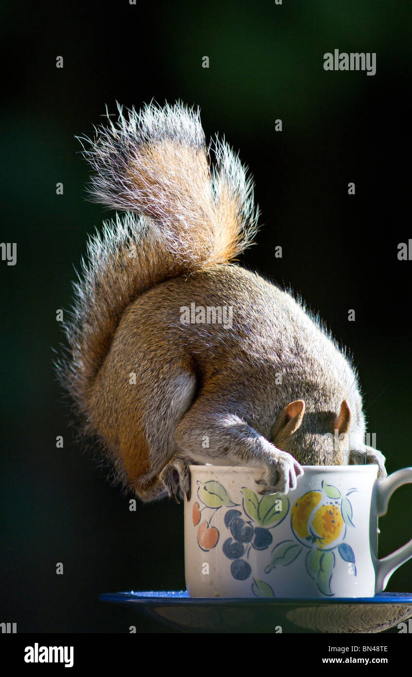 West Sussex, UK. Eine einzige graue Eichhörnchen hat seinen Kopf auf der Suche nach ausgewogenen Erdnüsse auf dem Rand eines alten teetasse als Bird Feeder recycelt während Stockfoto