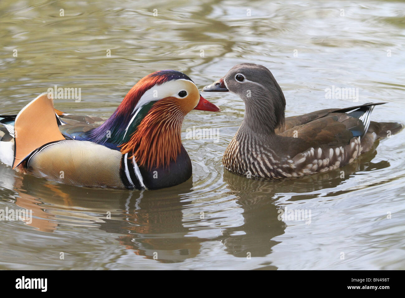 Männliche und weibliche Mandarinente (Aix Galericulata) zueinander in einem Teich in Richmond Park, England Stockfoto