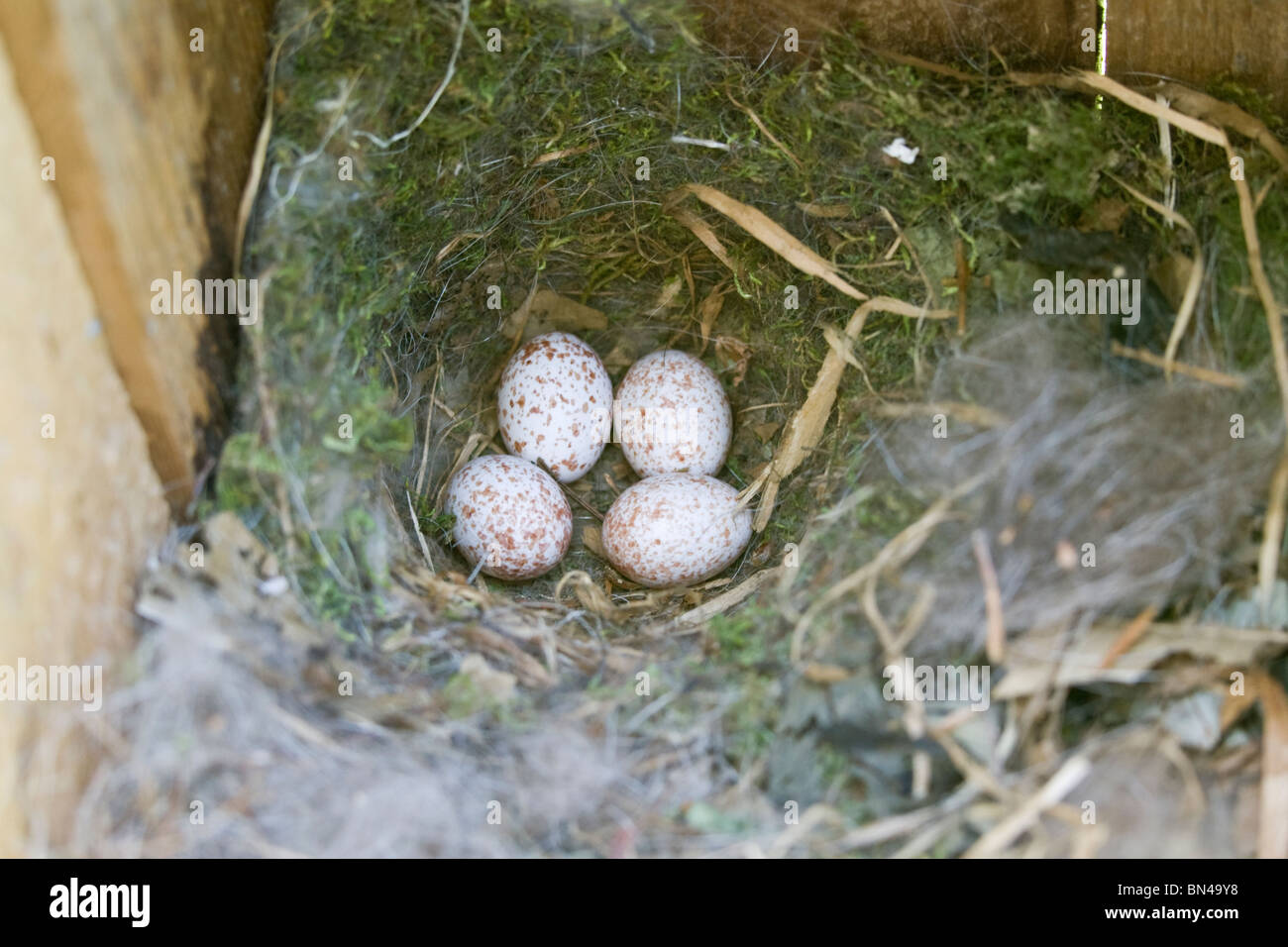 Tufted Meise Nest mit Eiern - vertikal Stockfoto