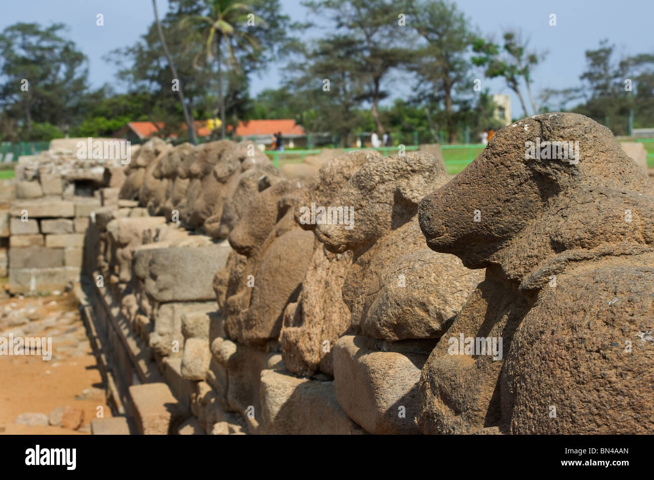 Indien-Tamil Nadu Mamallapuram der Wand von der Shore Tempel mit Stein Skulpturen benannte Nandi Stockfoto Indien-Tamil Nadu Mamallapuram der Wand von der Shore Tempel mit Stein Skulpturen benannte Nandi Stockfoto