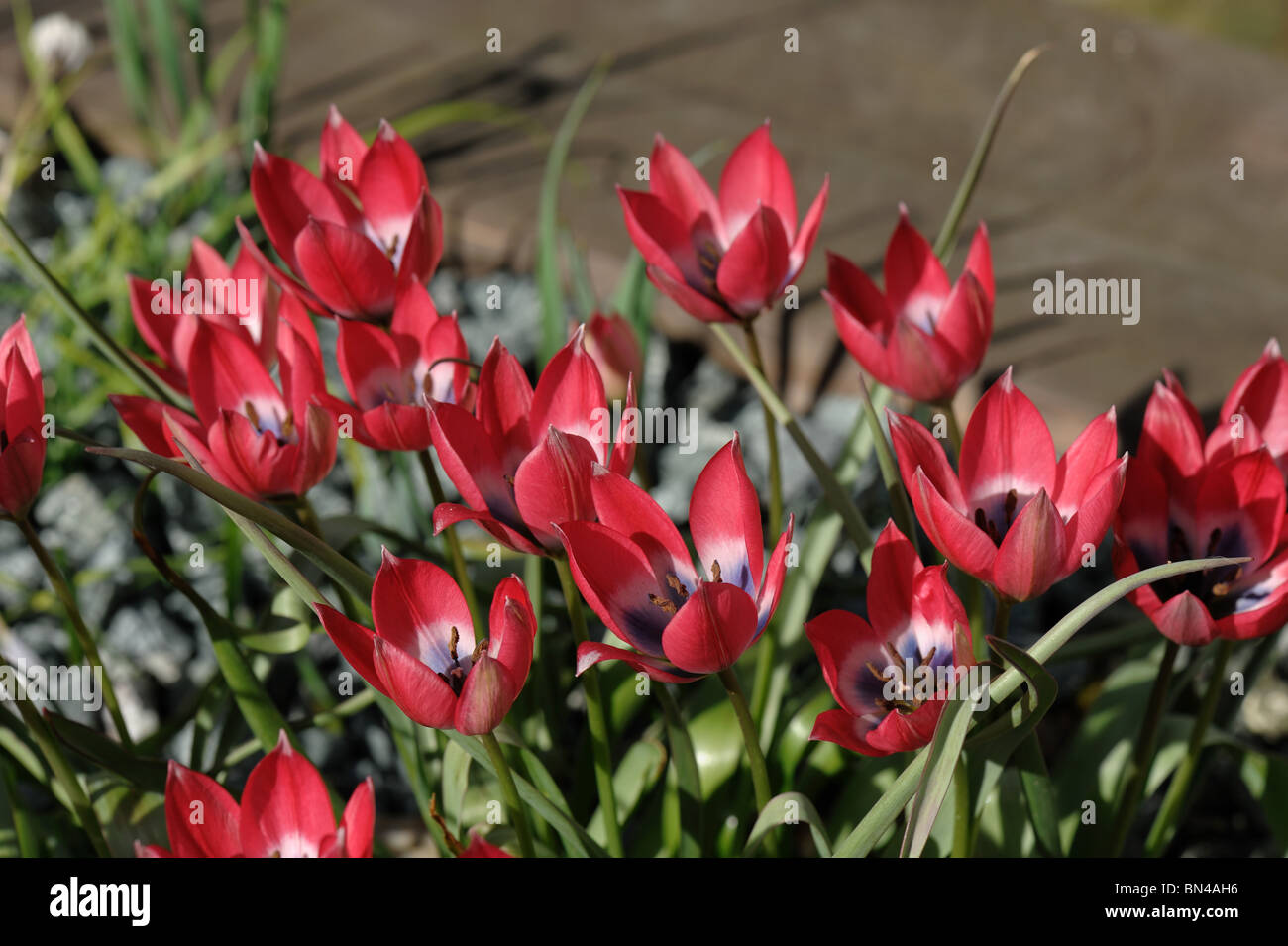 Miniatur-Tulip Little Beauty in Blüte Stockfoto
