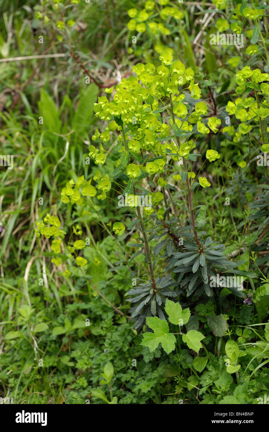 Holz-Wolfsmilch (Euphorbia Amygdaloides) blüht in Devon woodland Stockfoto