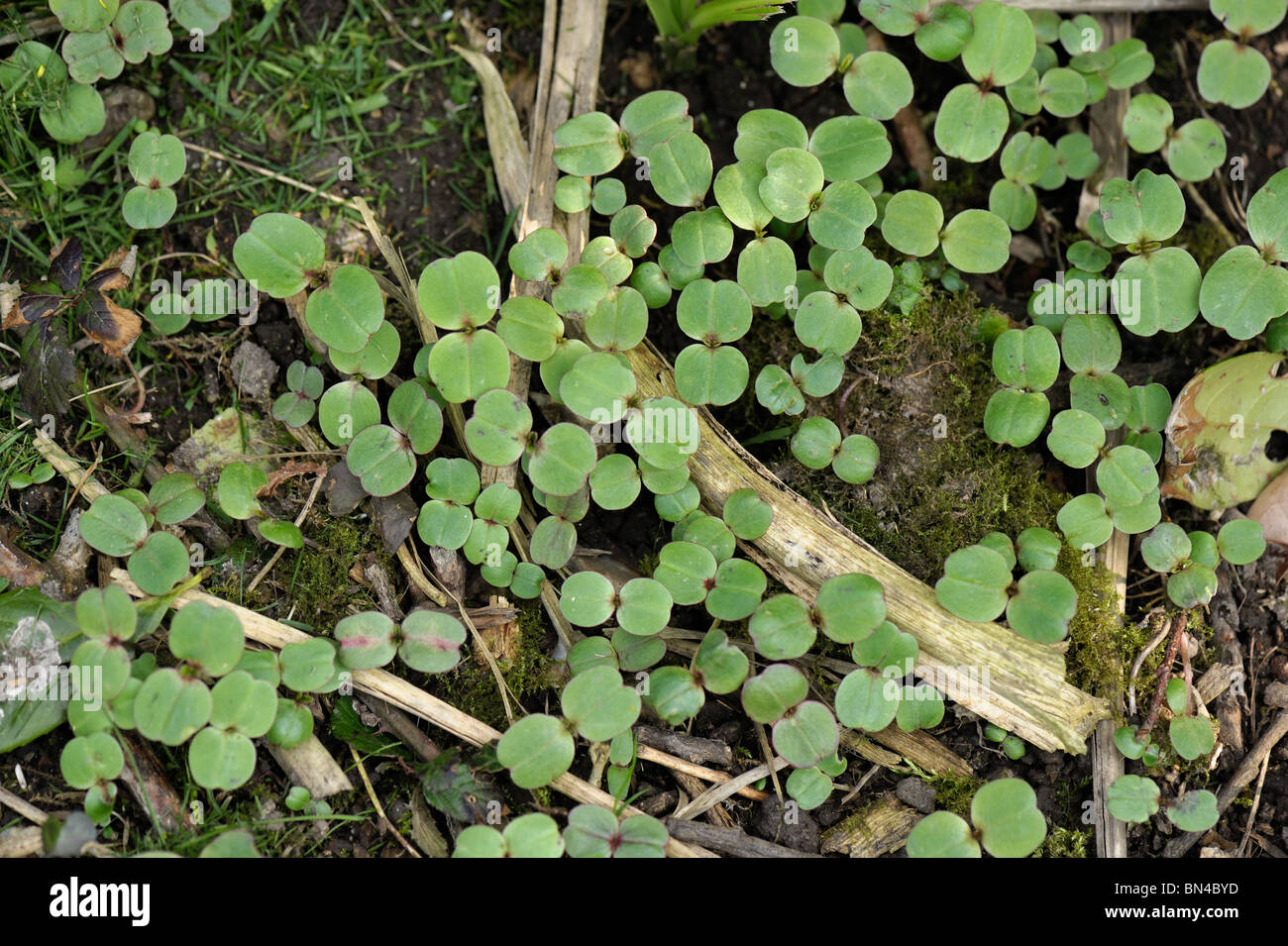 Sämling Himalaya-Springkraut (Impatiens Gladulifera) Pflanzen Stockfoto