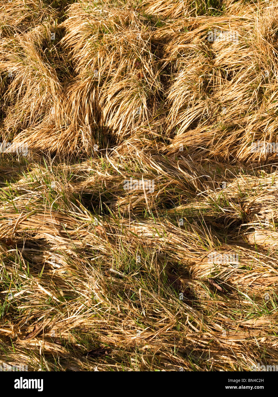 Grobe ungeschnittene Rasen am Straßenrand - Frankreich. Stockfoto