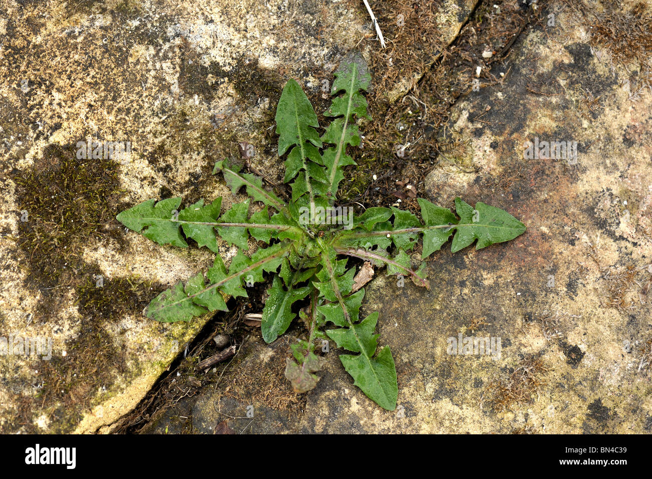 Ein Löwenzahn (Taraxacum Officinale) Pflanze Rosette wachsenden Beteen Pflastersteine in einem Garten Stockfoto