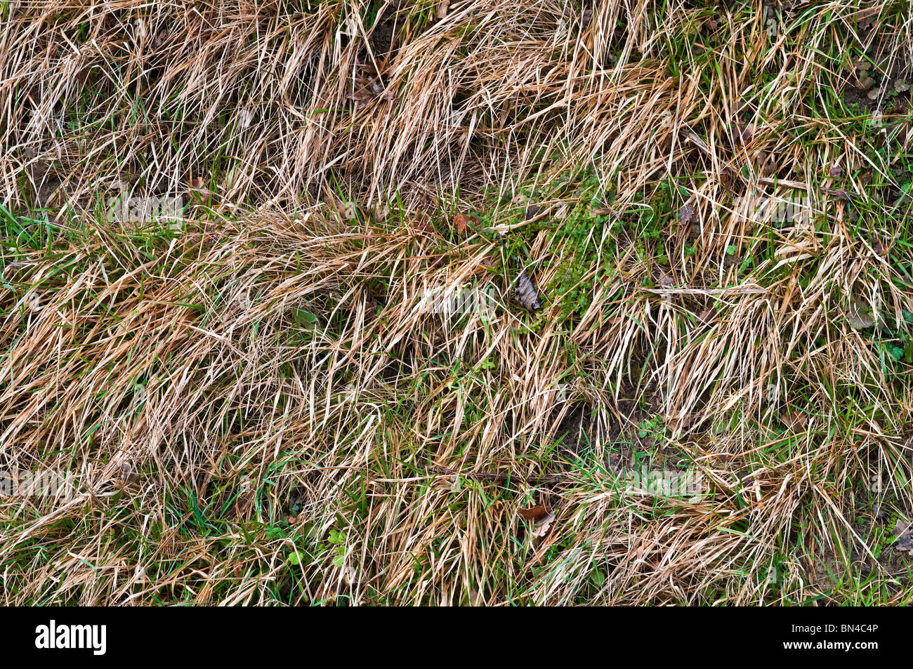 Grobe ungeschnittene Rasen am Straßenrand - Frankreich. Stockfoto
