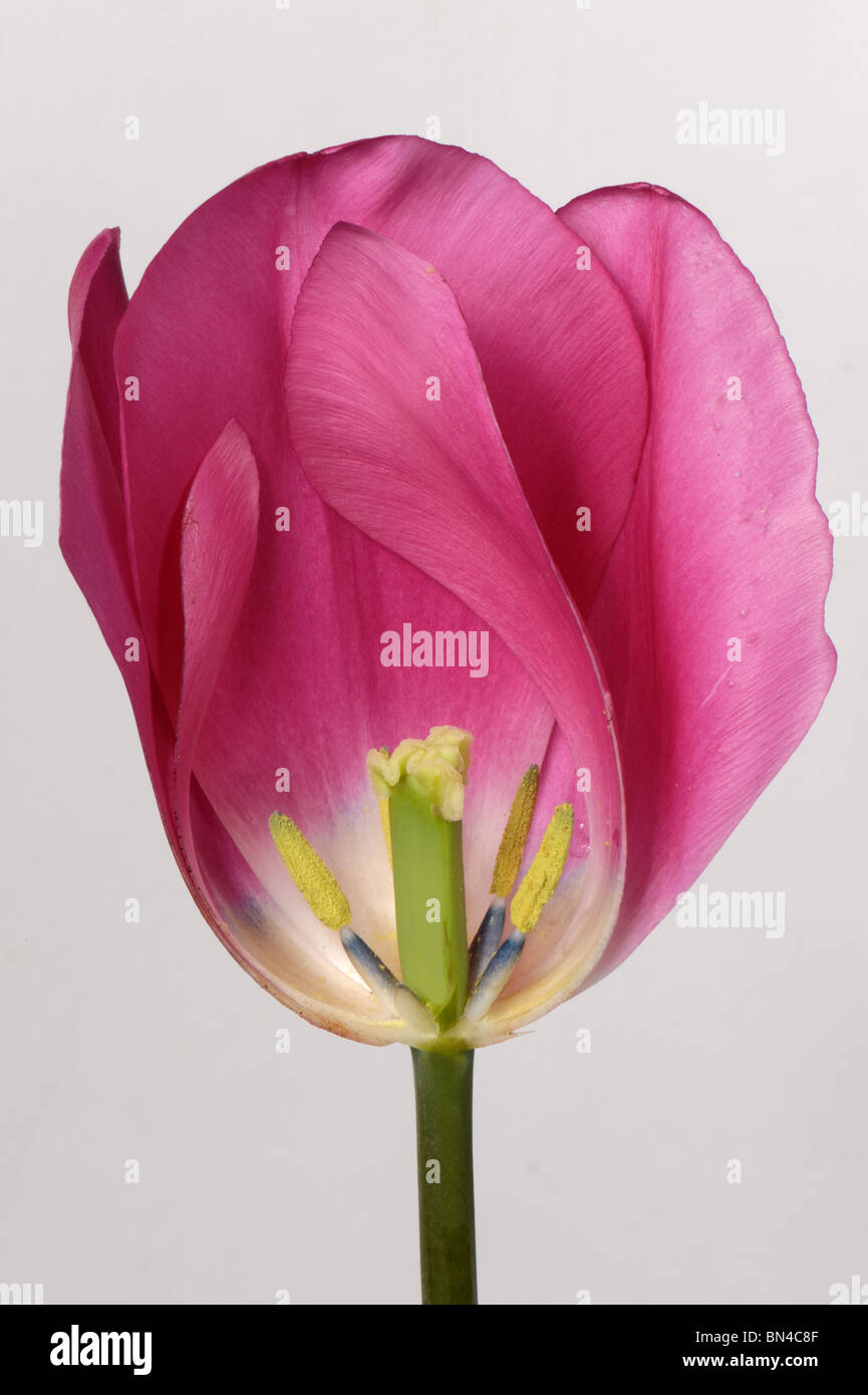 Schnitt durch eine Tulpe Blume rosa China Struktur zeigen Stockfoto