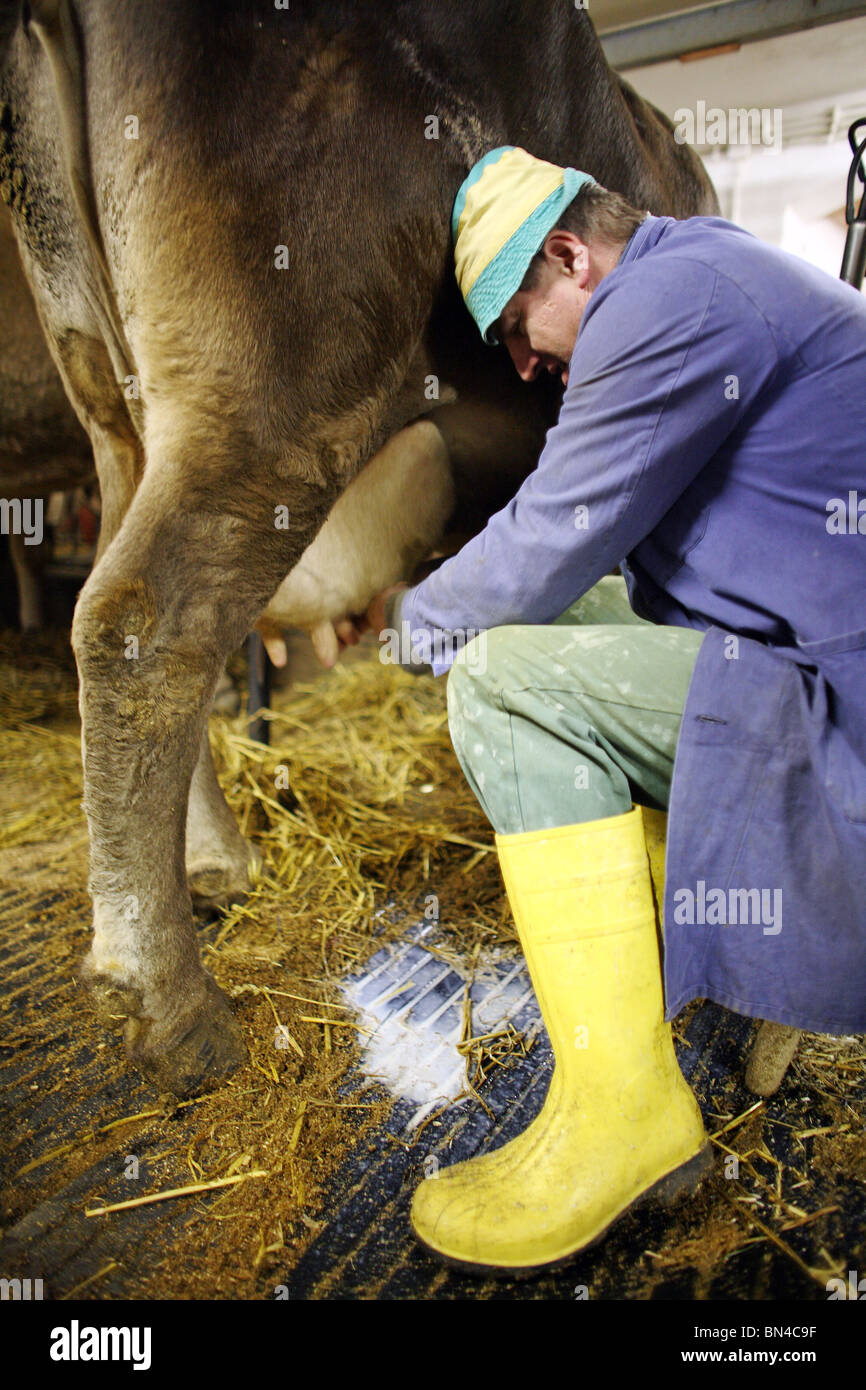 Landwirt Melken einer Kuh, Jerzens, Österreich Stockfoto