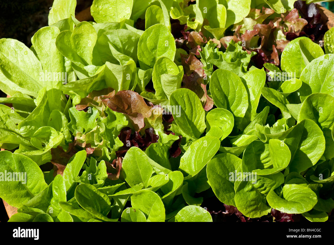 Wählen Sie und kommen wieder Salat Salat Blattgemüse wächst in einem Terrakotta-Topf Stockfoto