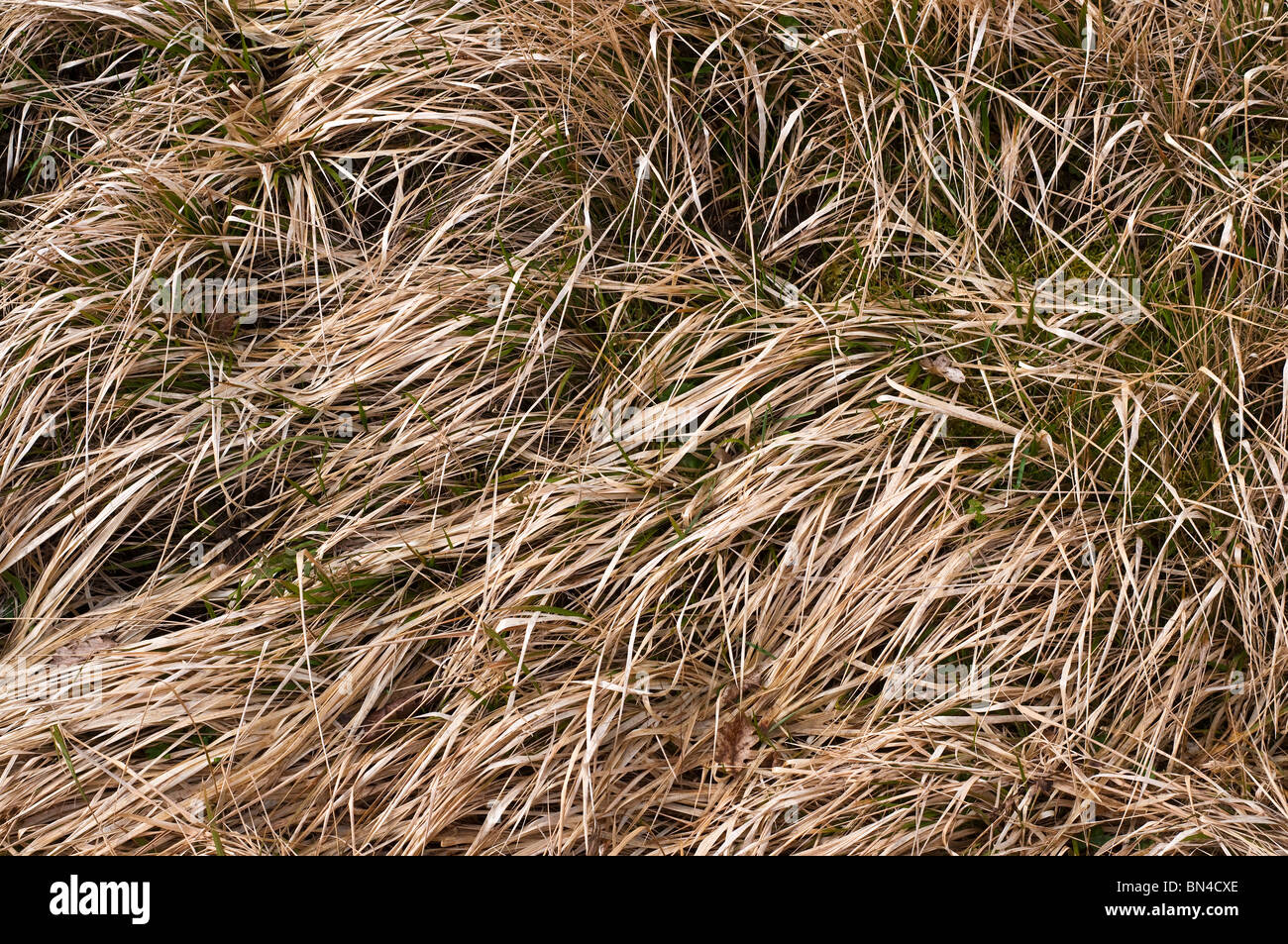Grobe ungeschnittene Rasen am Straßenrand - Frankreich. Stockfoto