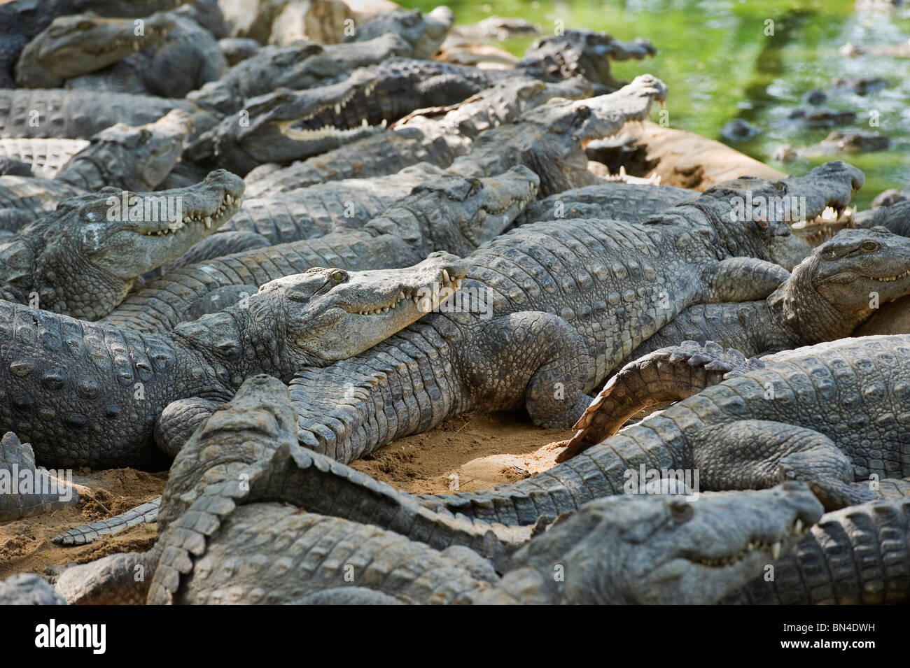 Indien-Tamil Nadu Cholamandal Dorf Krokodile Marsh Krokodil Crocodylus palustris Stockfoto