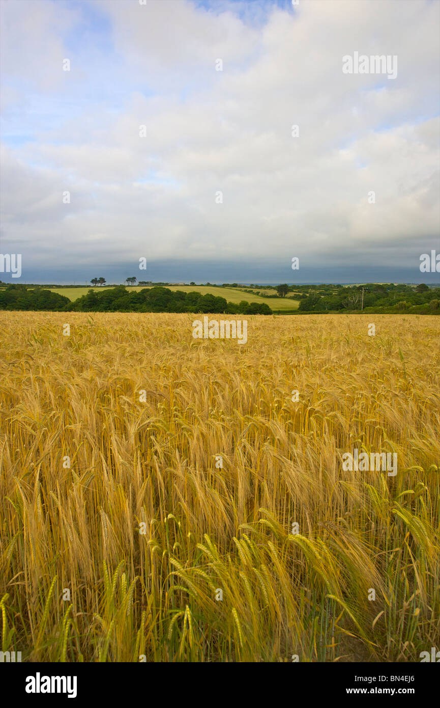 Goldene Felder auf dem kornischen Land Stockfoto