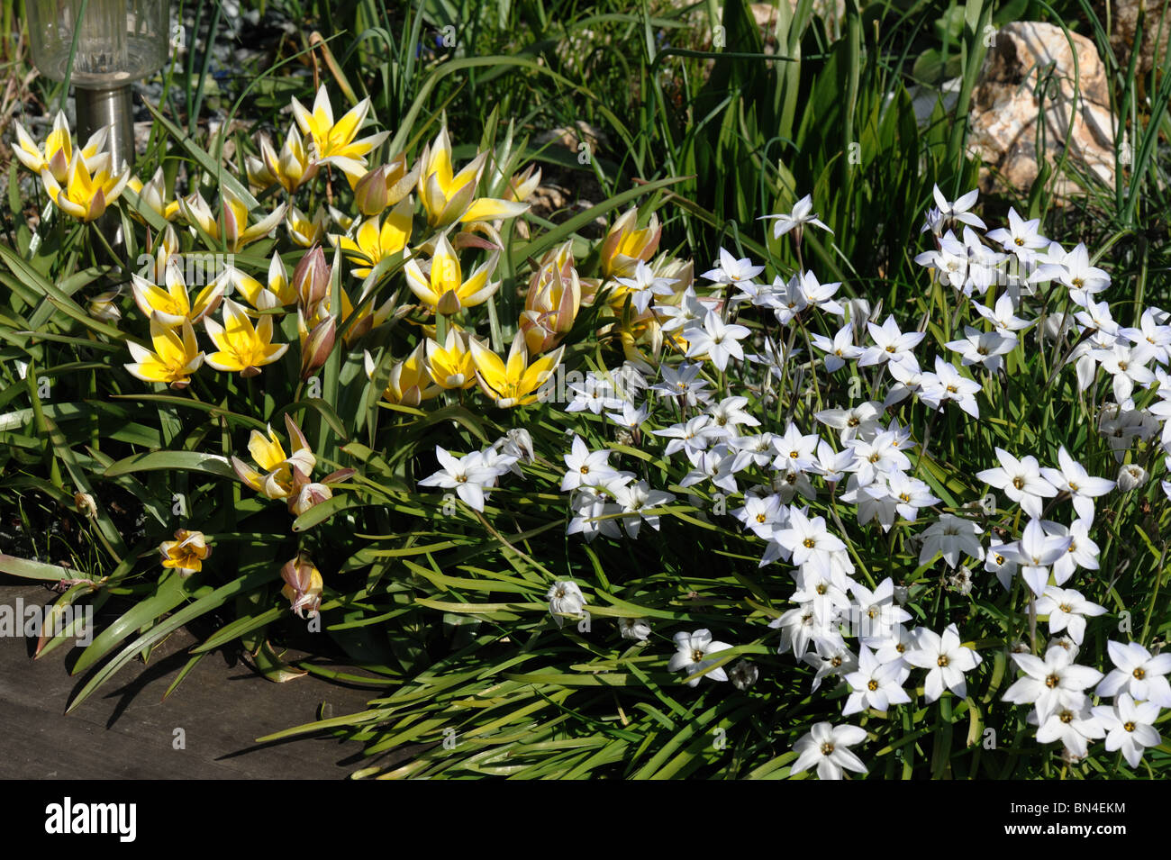 Ipheion Uniflorum mit Tulipa Tarda im Frühjahr blühen Stockfoto