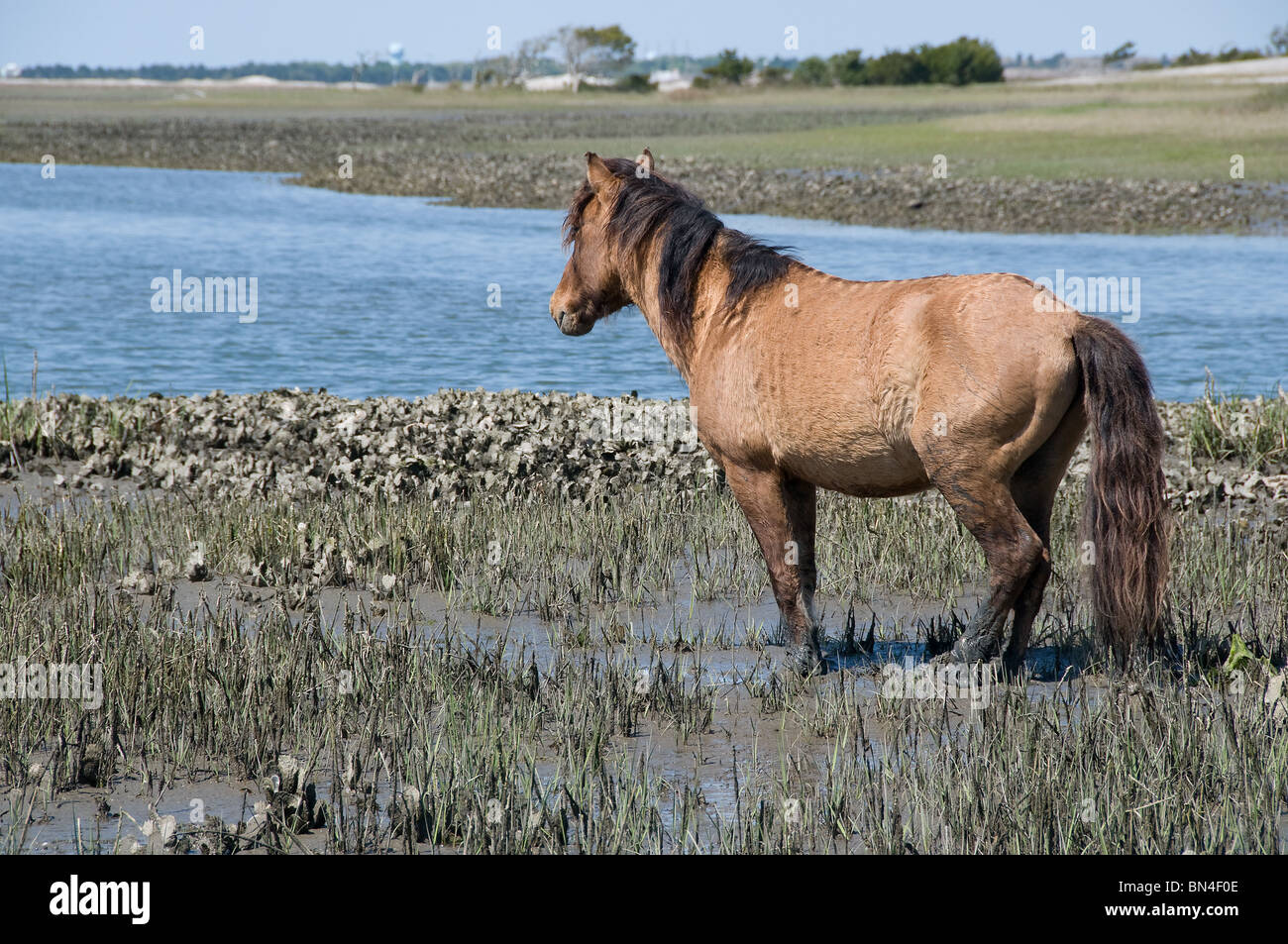 Männlichen spanischen Mustang Wildpferd allein stehend auf Karotte Island in North Carolina Stockfoto