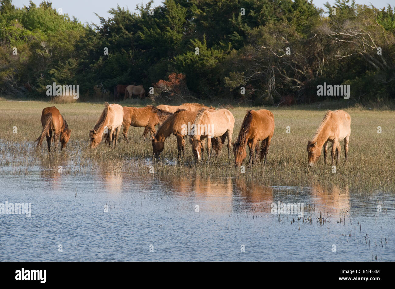 Spanischen Mustang Wildpferde Beweidung mit Reflexionen von Pferden und Marsh Grass Reflexionen Stockfoto