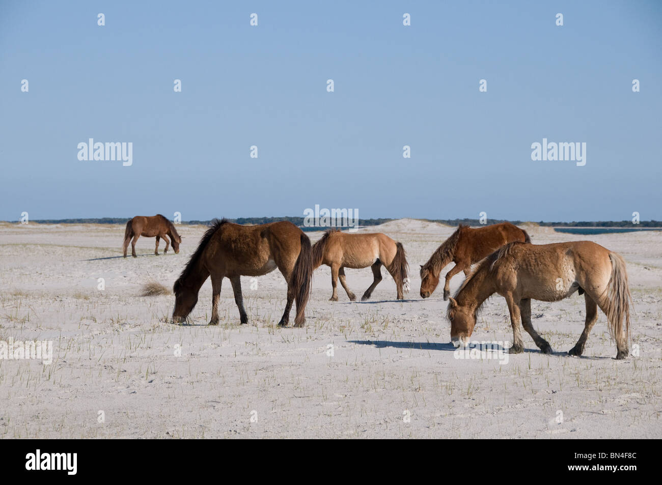 Wilde spanische Mustang Pferde weiden auf den outer Banks von North Carolina Stockfoto