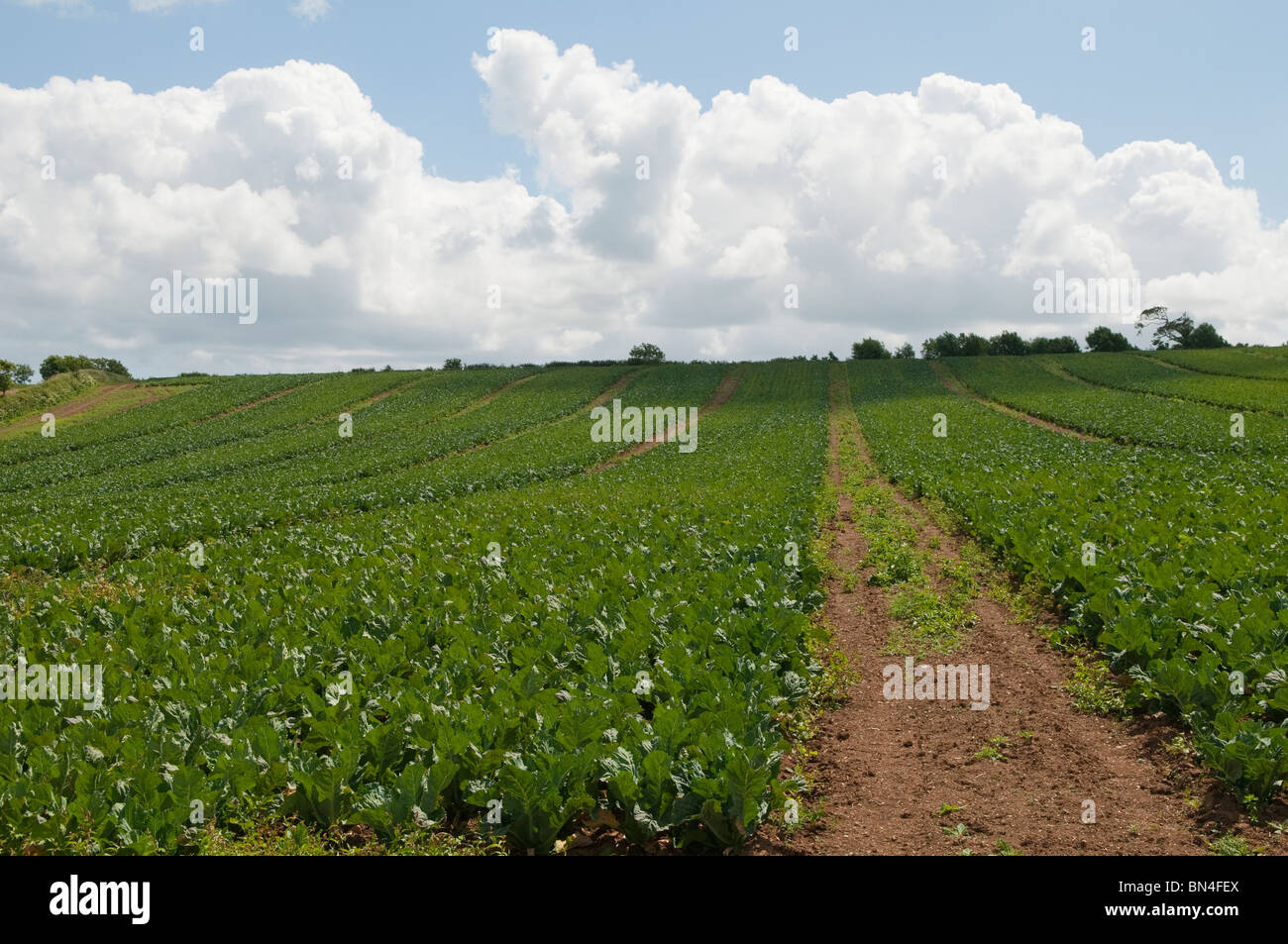 Pflanzen wachsen in einem Cornish Feld. Stockfoto