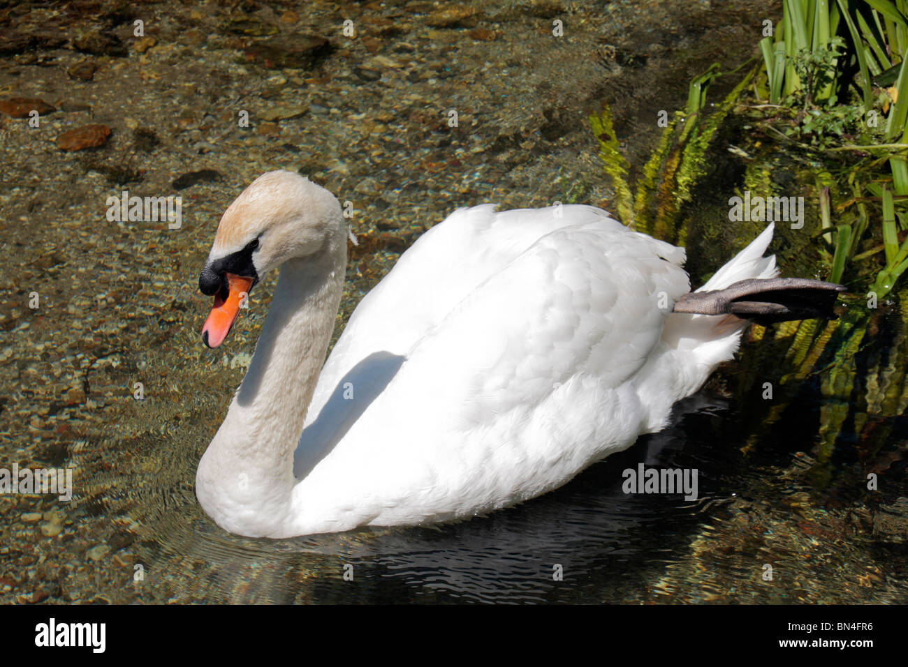 Ein Schwan auf Basingstoke Canal in der Nähe von Krönungsfeierlichkeiten Schloss Hampshire, UK. Stockfoto