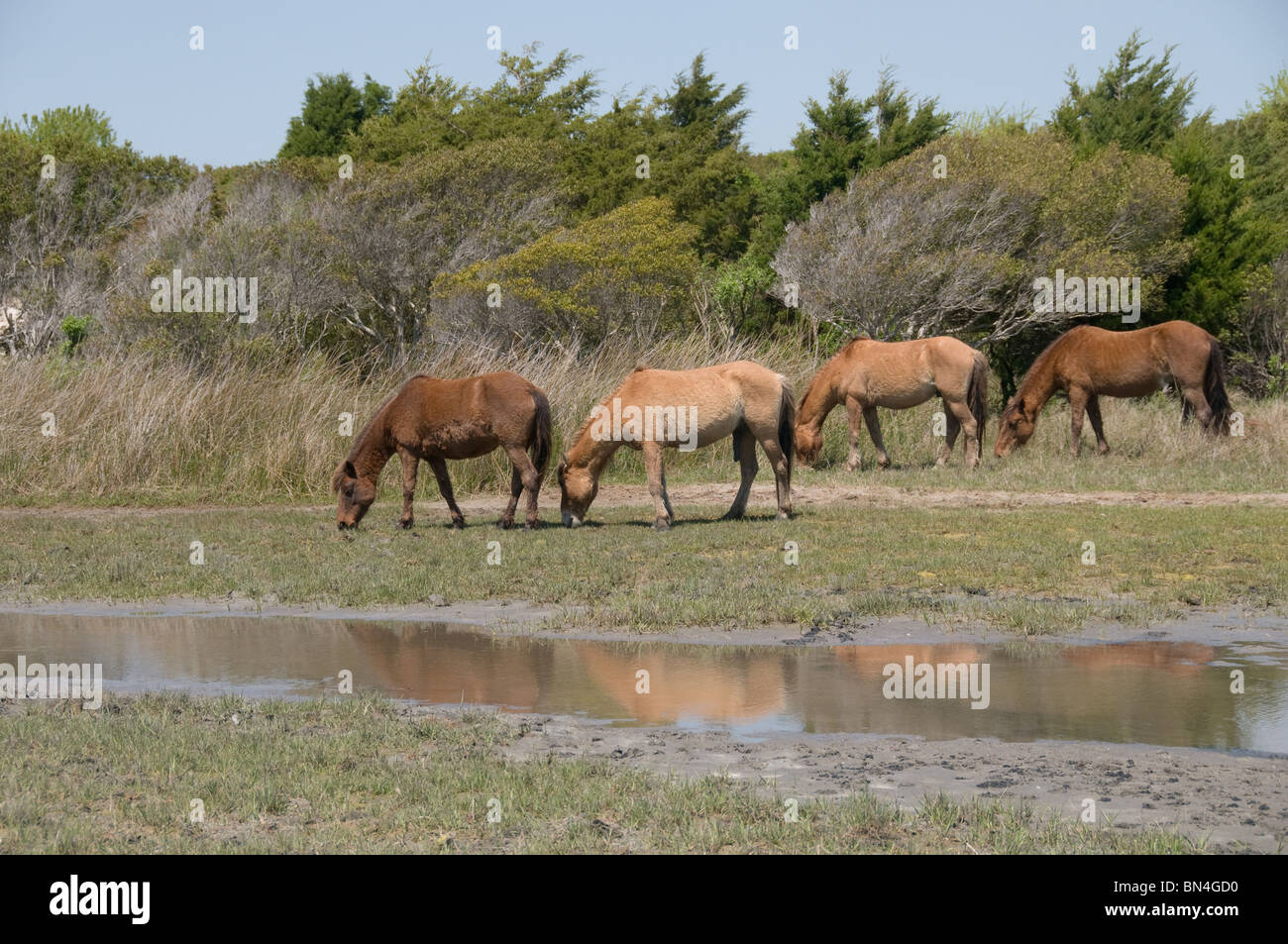 Wilde Pferde hautnah von North Carolina Stockfoto