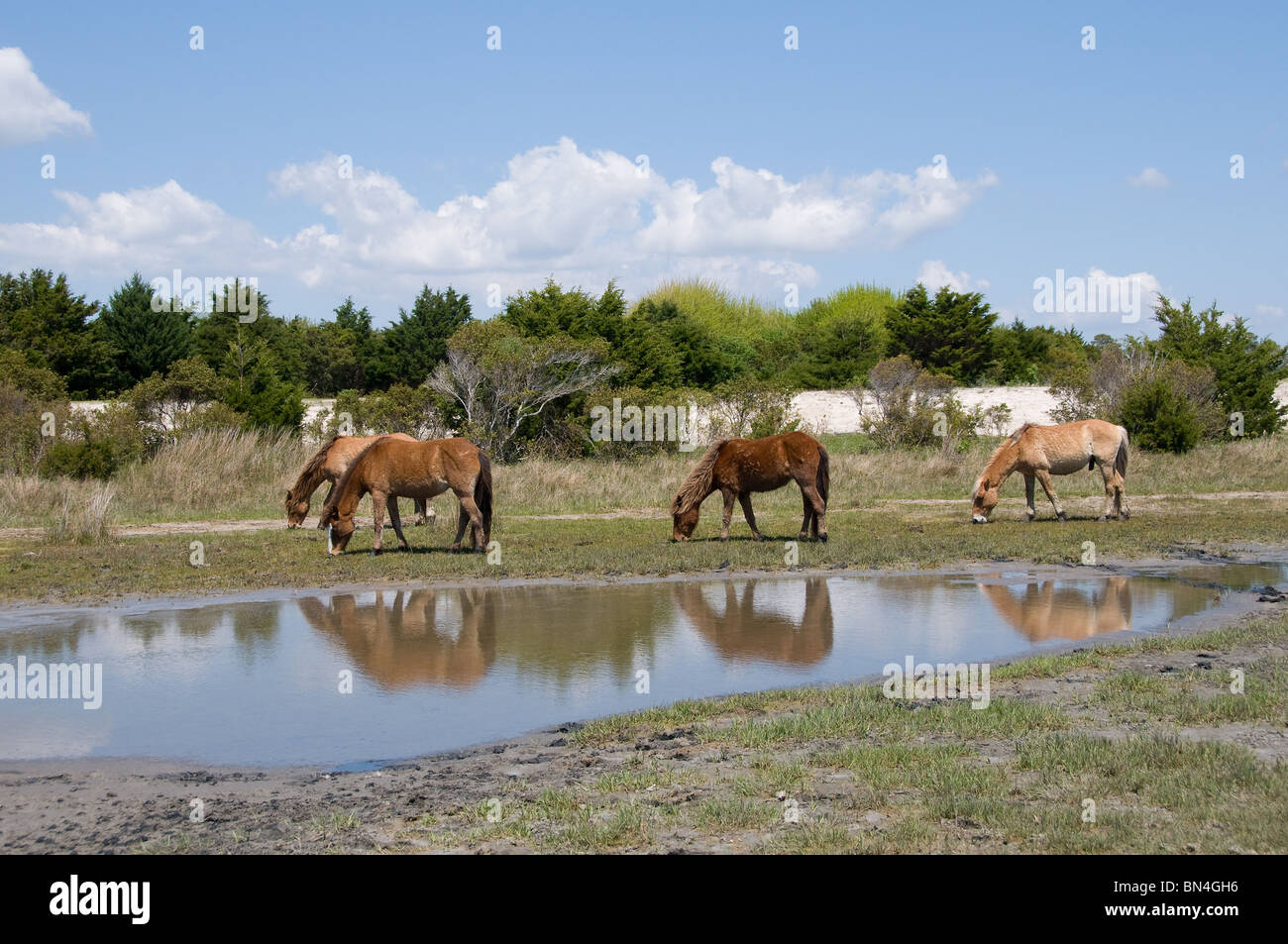 Wilde Spanisch Mustang Pferde weiden auf Süßwasser Sumpf Rasenfläche von Karotte Insel North Carolina Stockfoto