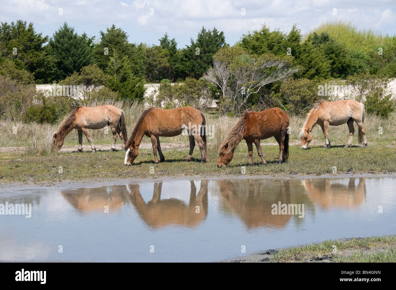 Spanischen Mustang Wildpferde Weiden im Sumpfgebiet mit Spiegelungen im Wasser Stockfoto