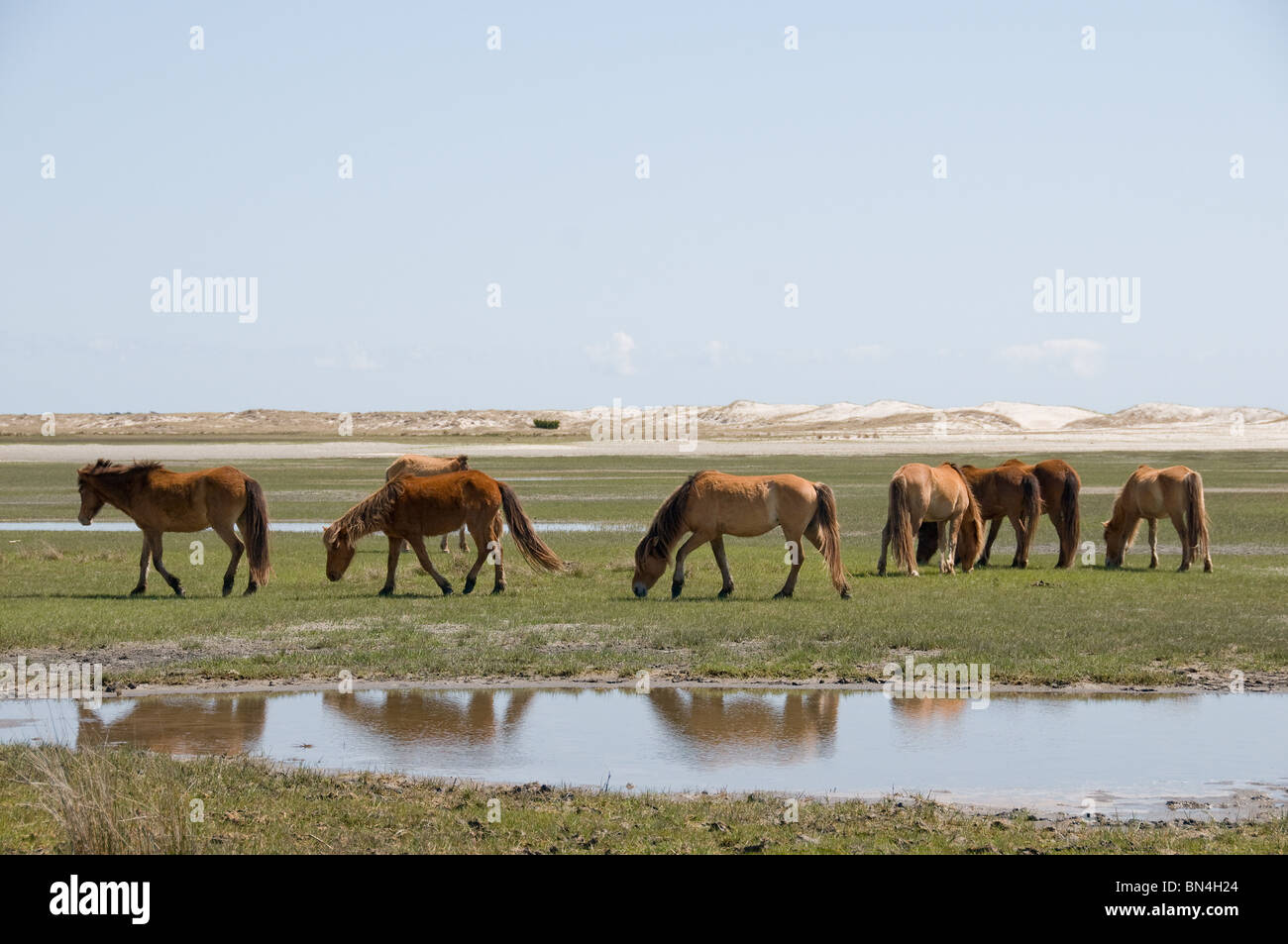 Spanischen Mustang Wildpferde Weiden auf Karotte Insel North Carolina vorgelagerten Insel Stockfoto