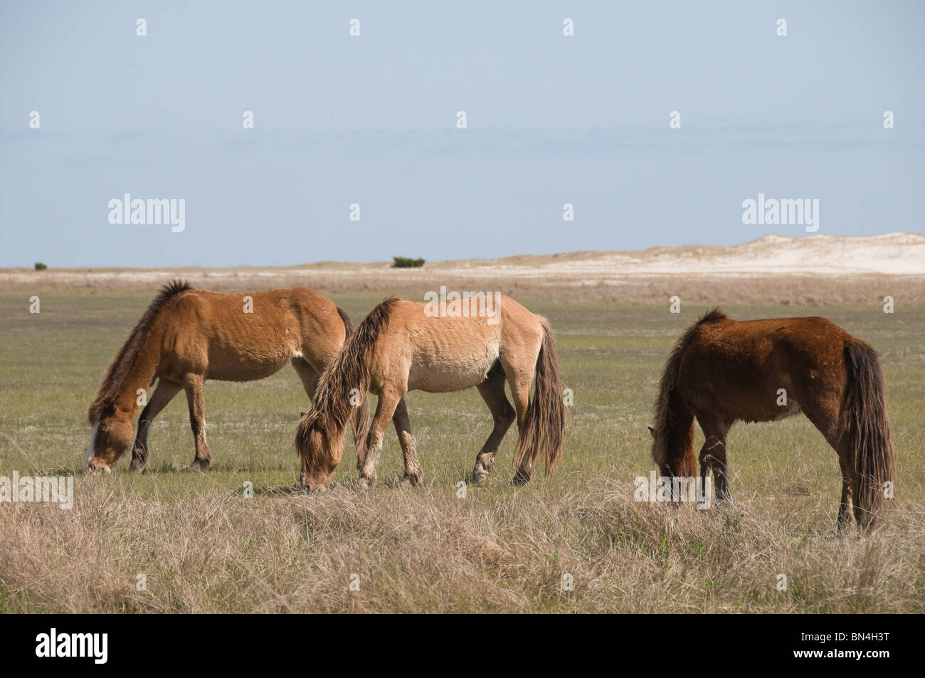Wilde Pferde auf Barrier Island of North Carolina Stockfoto