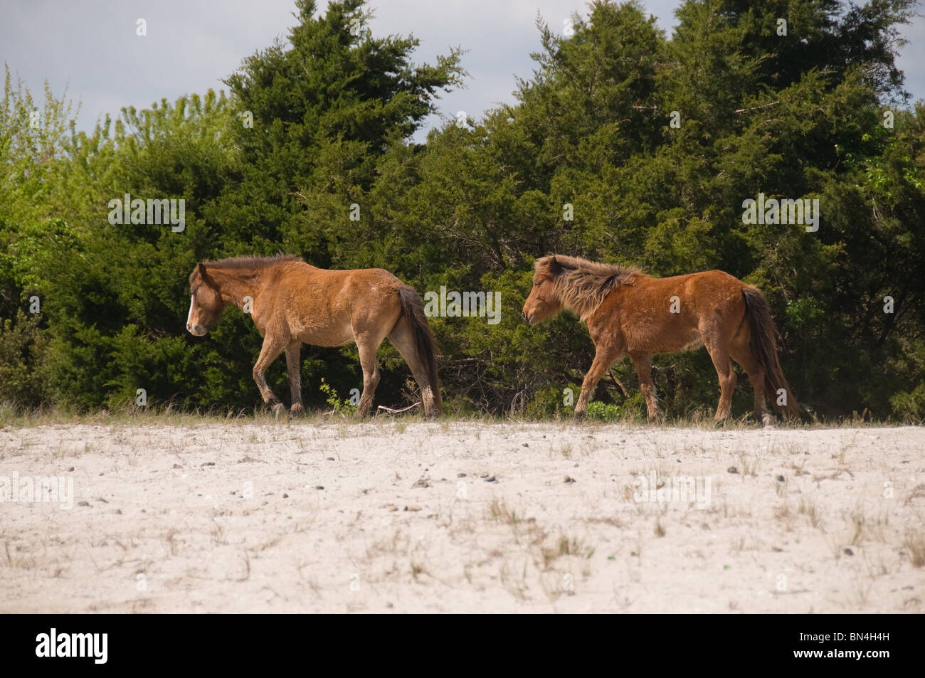 Spanische Wildpferde zu Fuß auf Sanddünen der vorgelagerten Insel in North Carolina Stockfoto