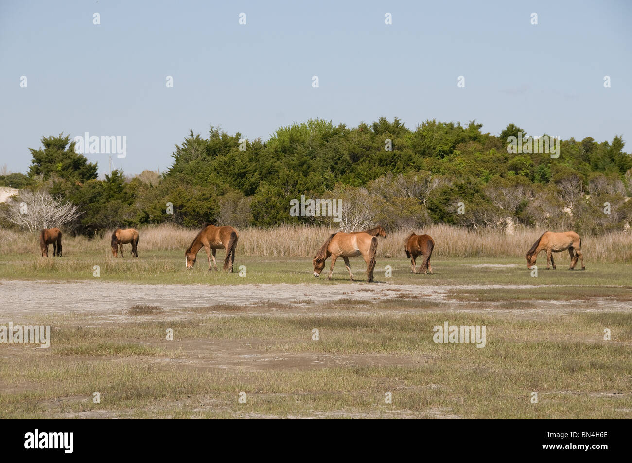 Wilde spanische Mustang Pferde weiden auf Sumpfgras, North Carolina Stockfoto