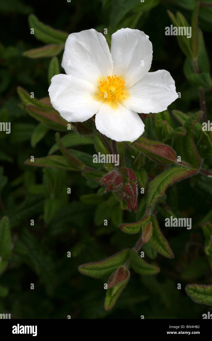 Weiß blühende Montpelier Cistus Pflanze am Ness Botanic Gardens, Wirral, UK Stockfoto