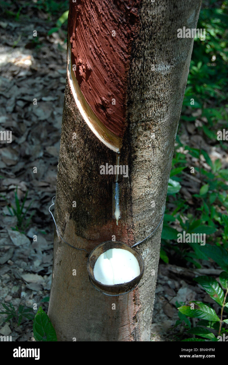 Rubber Latex aus einem Gummibaum auf einer Plantage auf Koh Lanta Island, Süd-Thailand Antippen Stockfoto