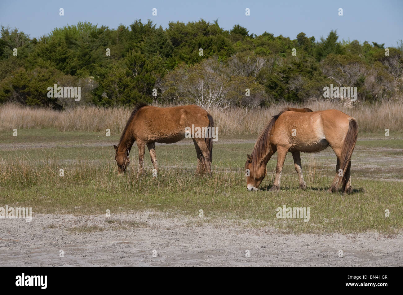 Wilde Pferde grasen auf Sumpfgebiet von Karotte Insel North Carolina Stockfoto