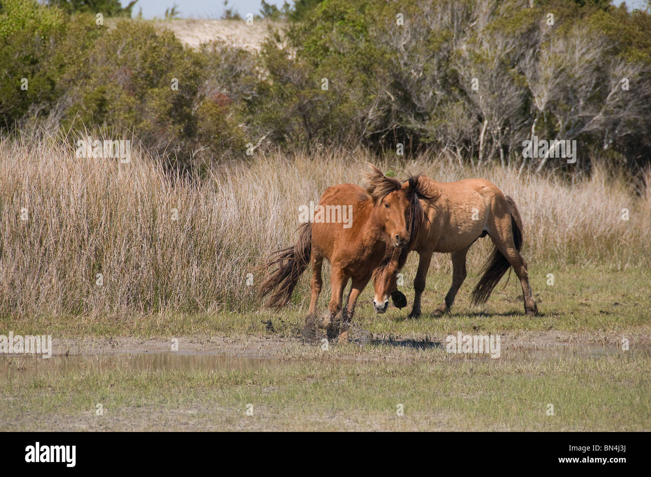 Mustang-Wildpferde jagen auf Karotte Insel North Carolina Stockfoto