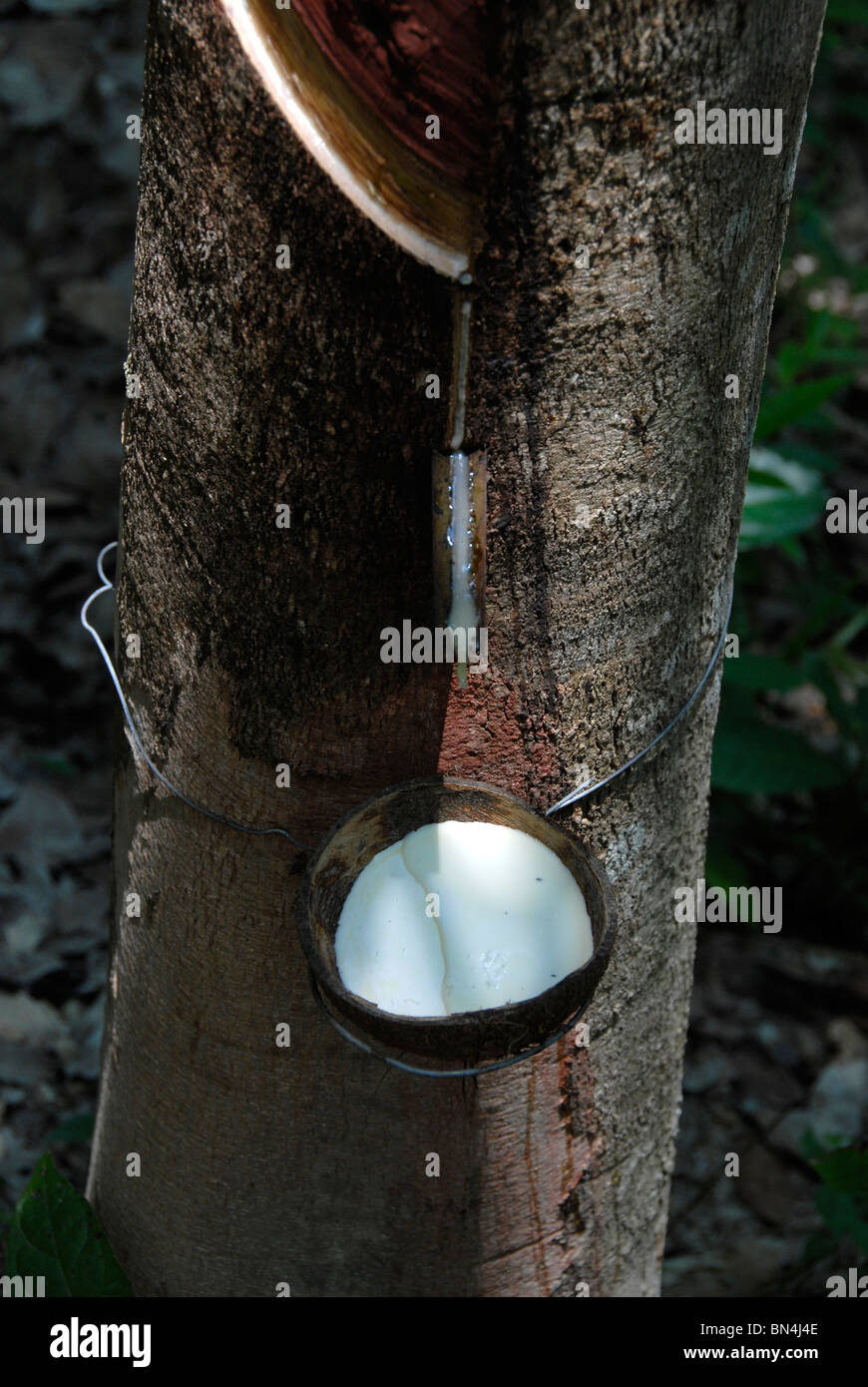 Rubber Latex aus einem Gummibaum auf einer Plantage auf Koh Lanta Island, Süd-Thailand Antippen Stockfoto