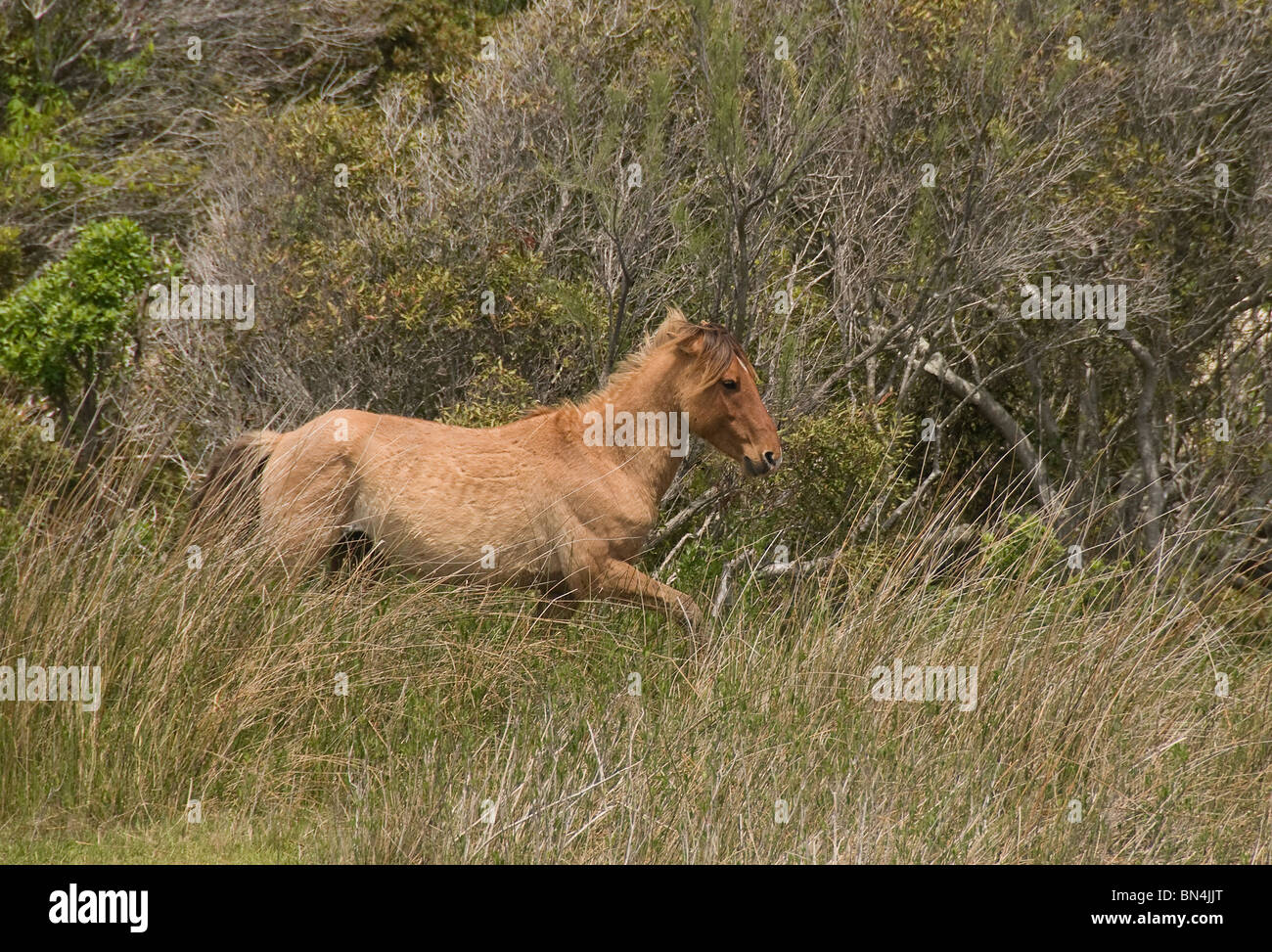 Spanischen Mustang Wildpferd in hohe Gräser mit bewaldeten Hintergrund ausgeführt. North Carolina-USA Stockfoto