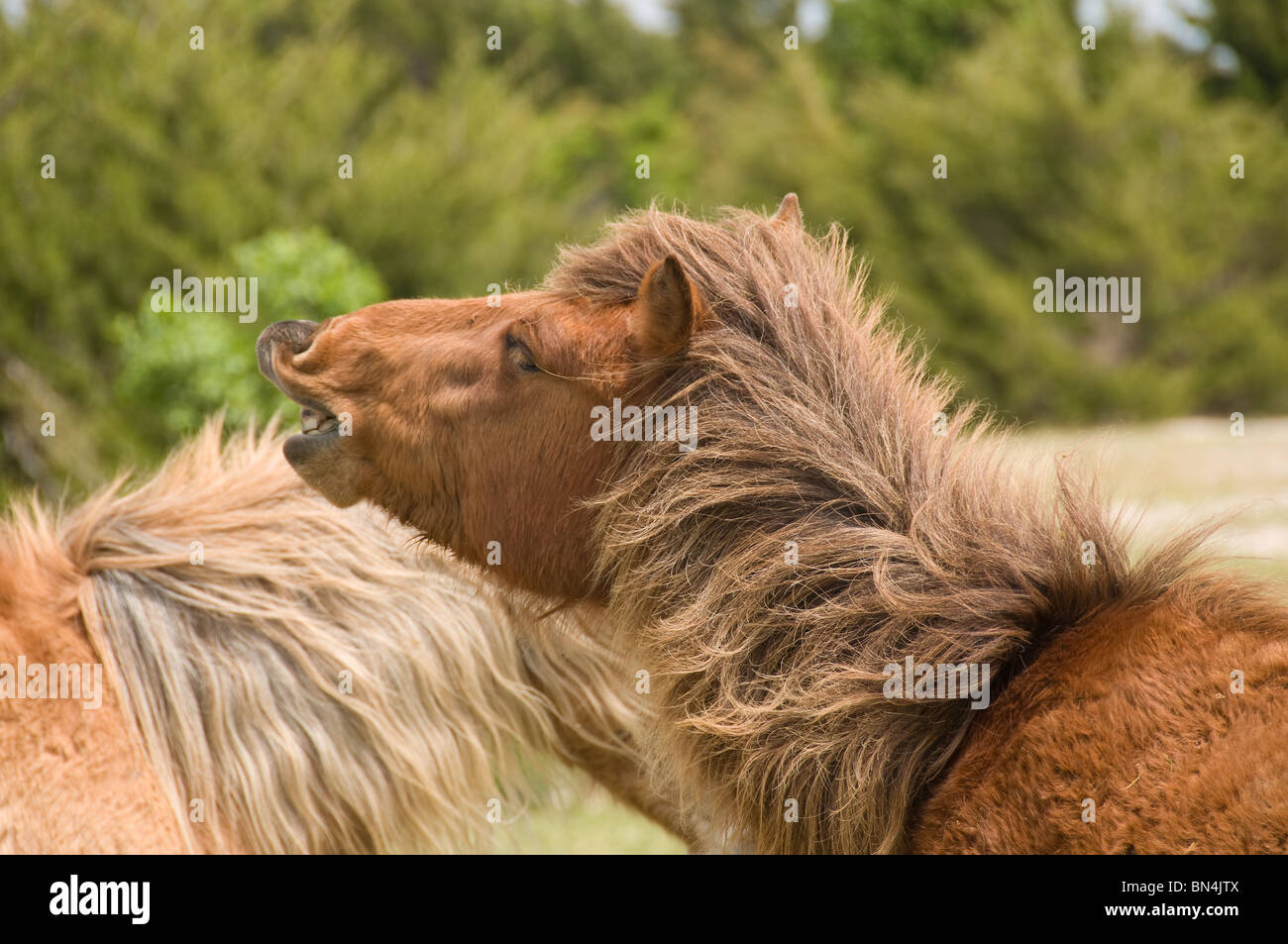 Verrückte wilde spanische Mustang Pferd mit Zähnen Nahaufnahme von Hals und Kopf North Carolina Stockfoto