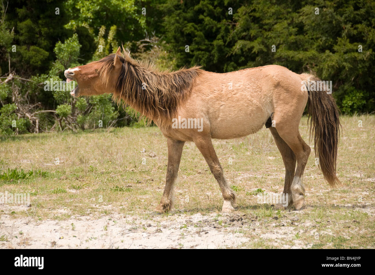 Wilde Pferde kommunizierenden North Carolina Stockfoto