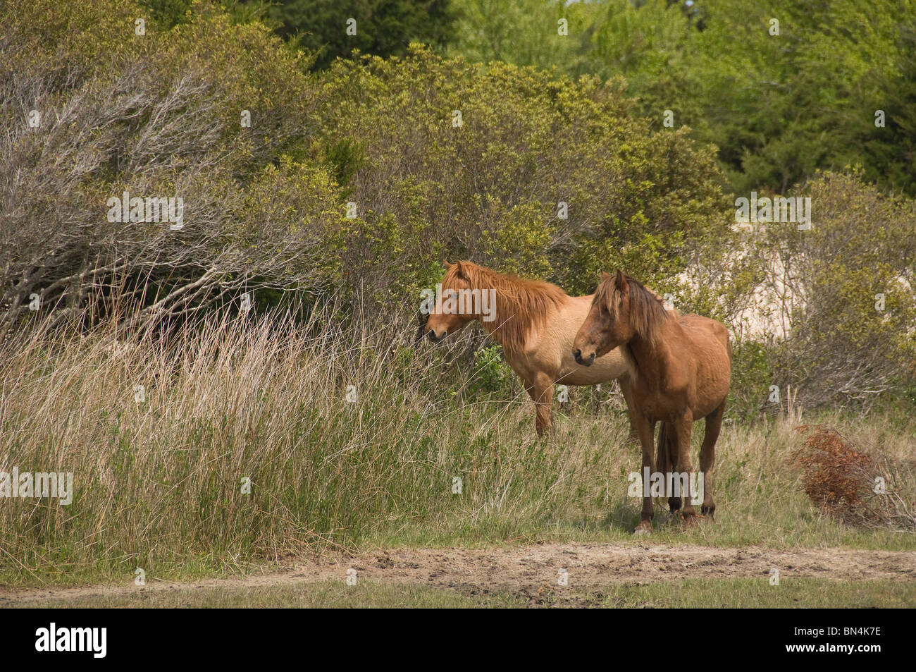 Wilde spanische Mustang Pferde stehen in der Nähe von Waldgebiet auf den outer Banks von North Carolina USA Stockfoto