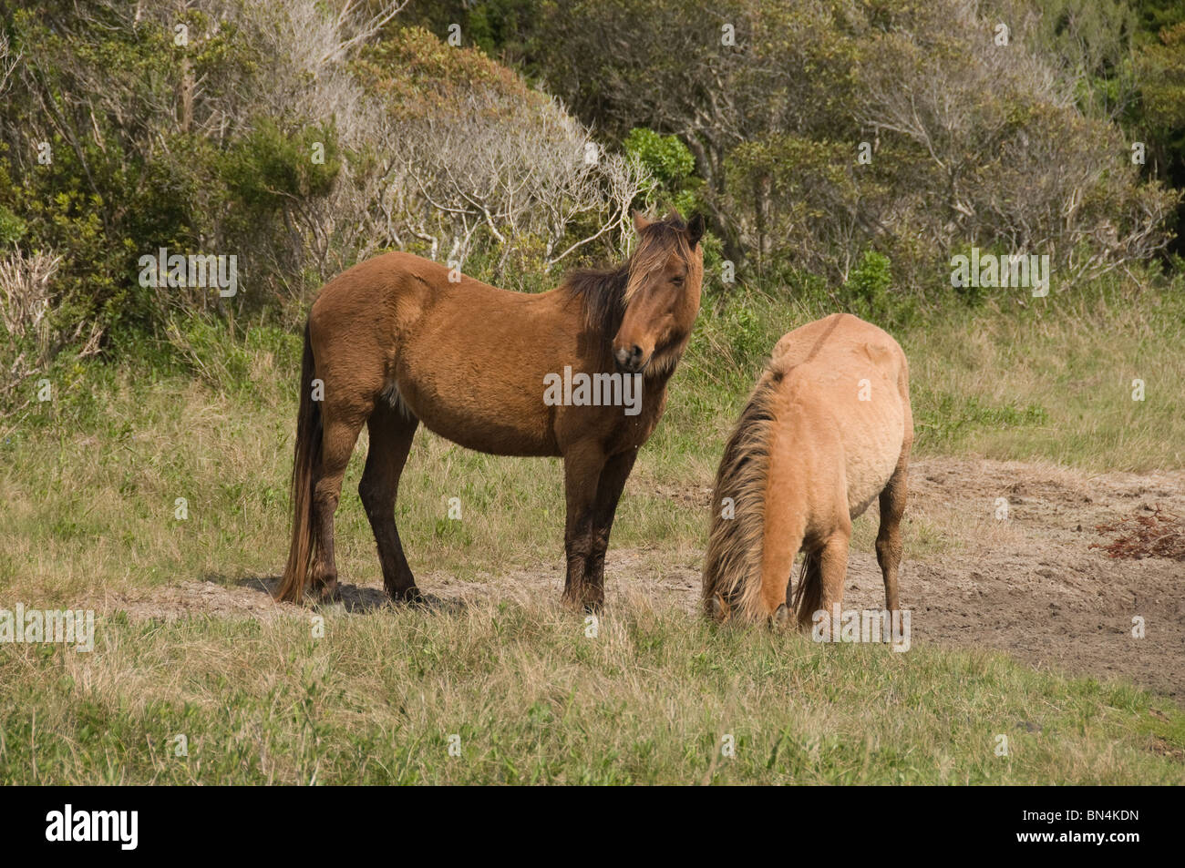 Wilde Pferde Trinkwasser Nahaufnahme von North Carolina Stockfoto